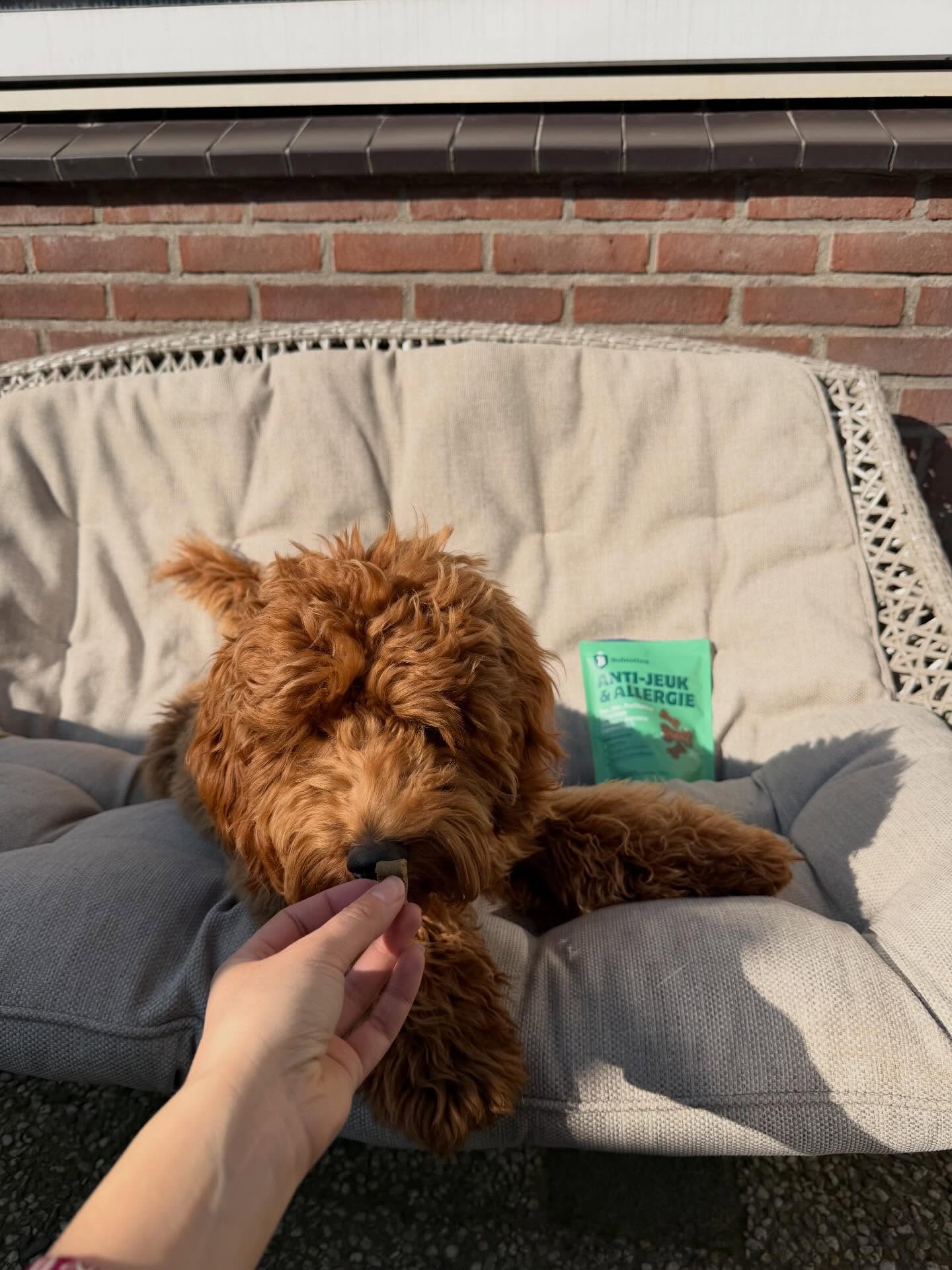 Ontspannen hond in het zonlicht met Bobiotics Anti-Jeuk verpakking